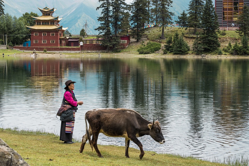 Interesting Panda Community & Reviews on TripAdvisor.com